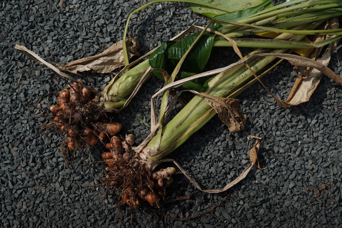 Freshly harvested turmeric roots with green stalks